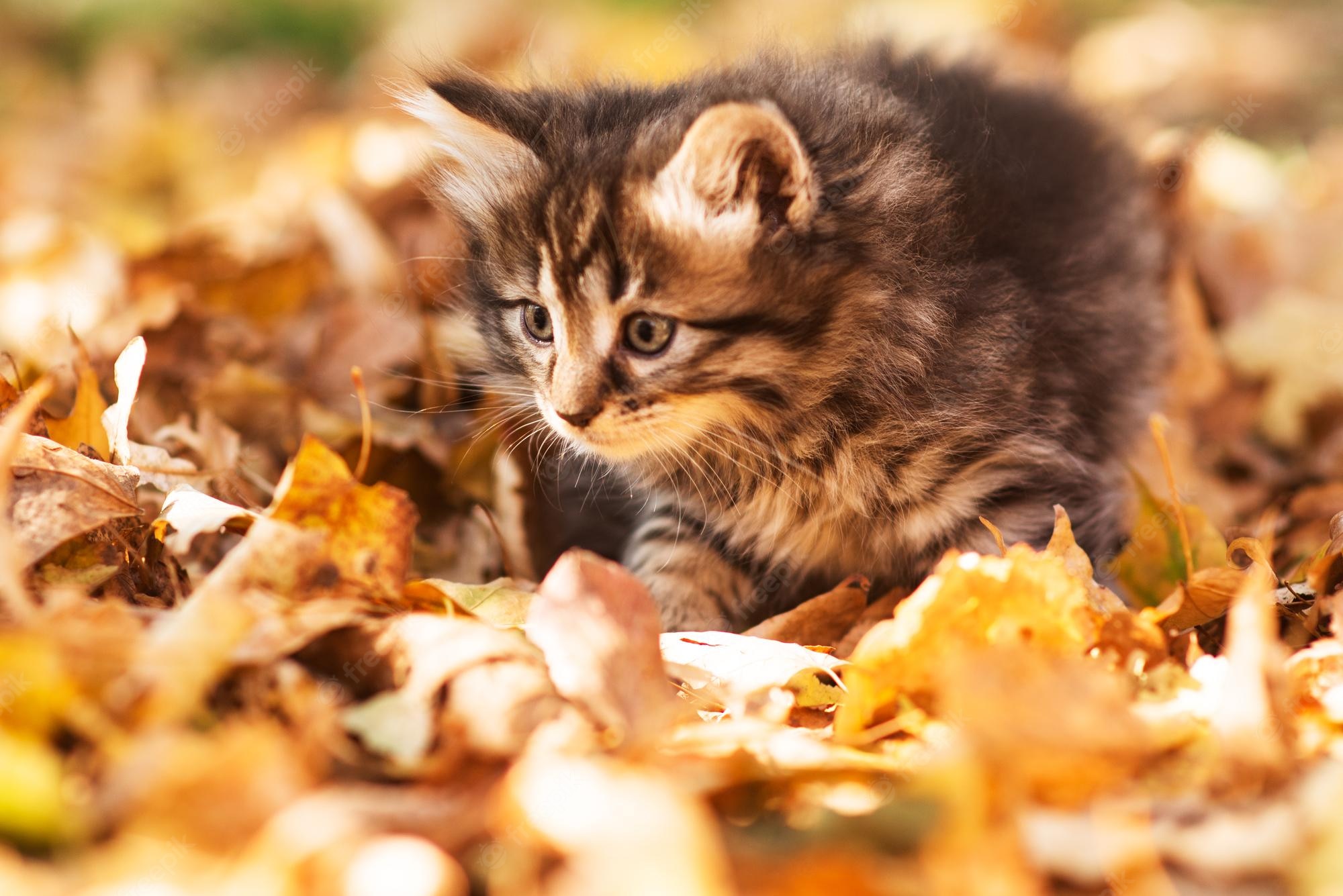 Fall Kittens Wallpapers - Wallpaper Cave
