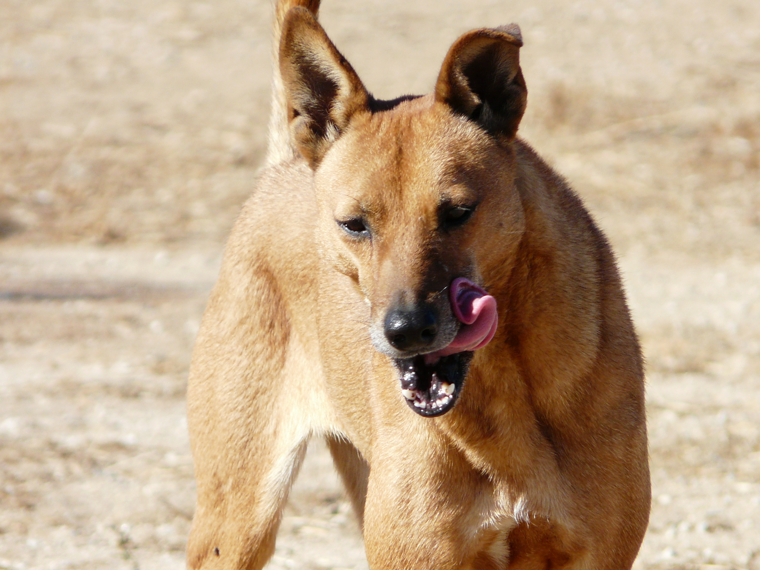 Carolina Dog photo and wallpaper. The beautiful Carolina Dog picture