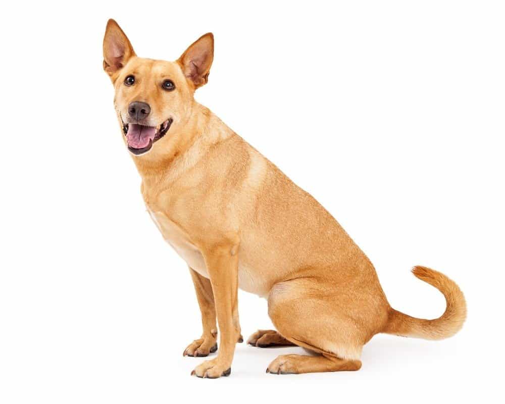 Carolina Dog Dog Breed Complete Guide