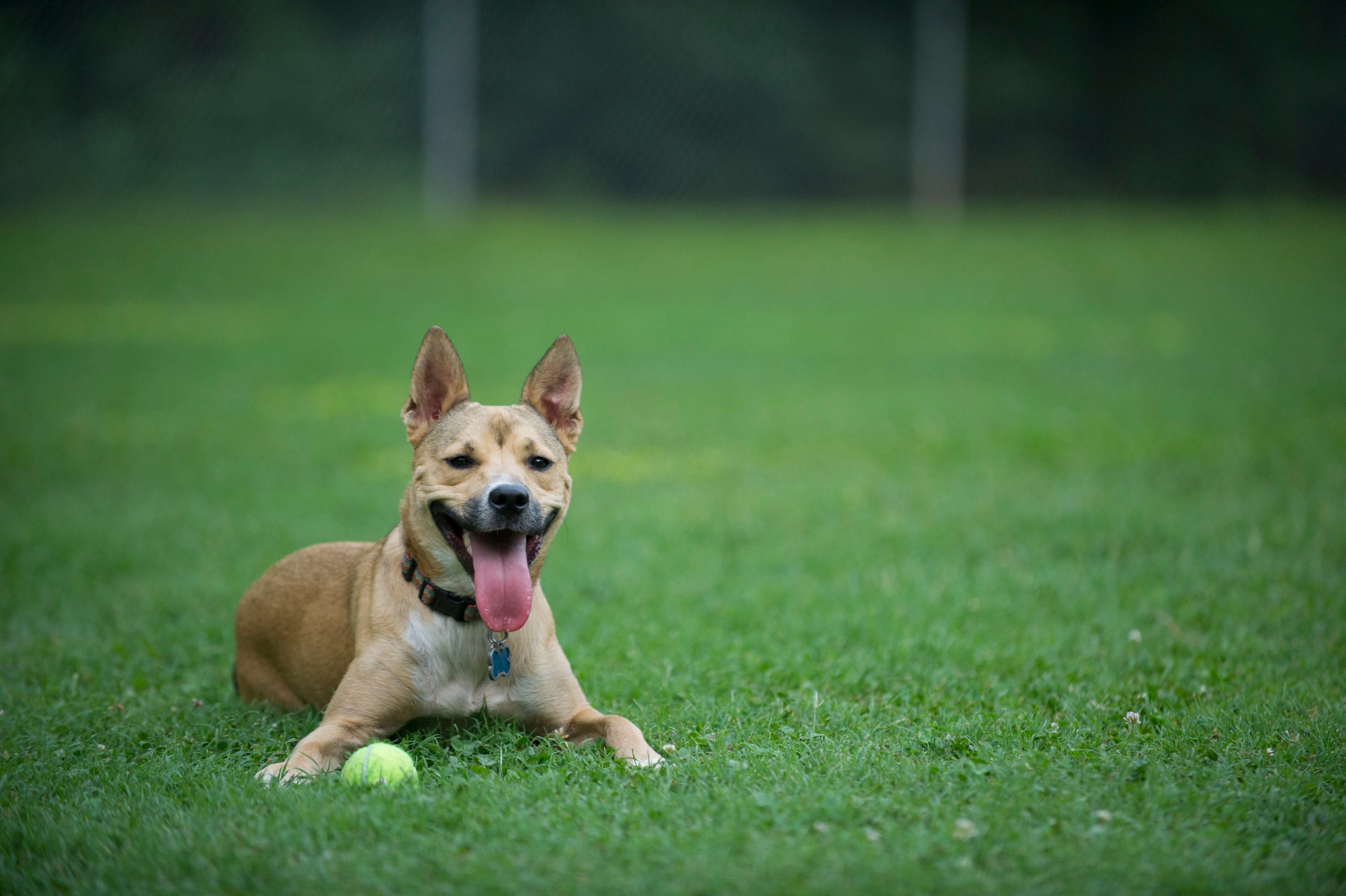 Carolina Dog Breed Picture, Characteristics, & Facts