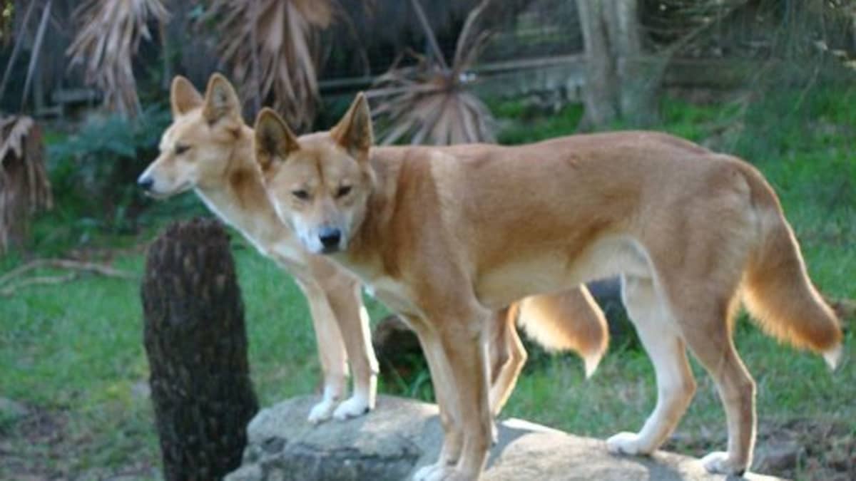 The American Dingo: What Is a Carolina Dog?