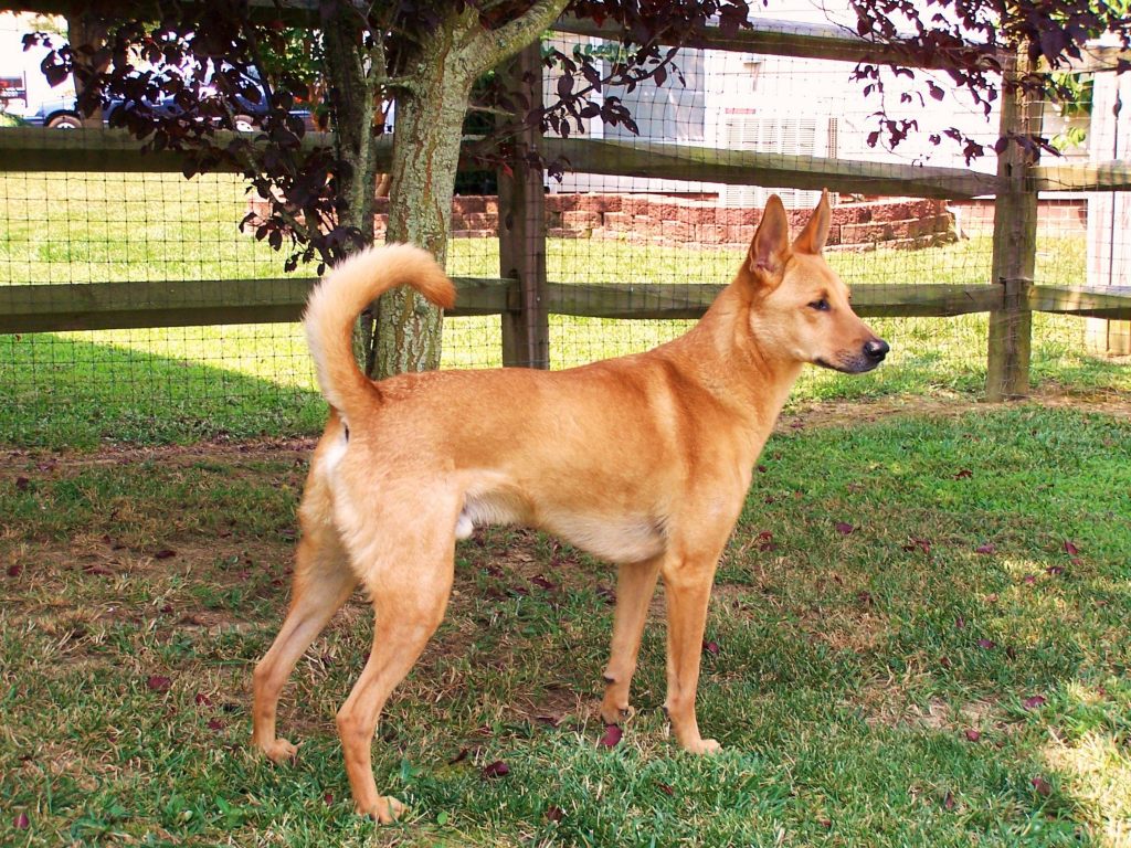 Carolina Dog, Rescue, Picture, Information, Temperament, Characteristics