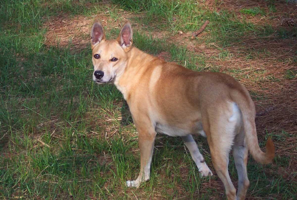Carolina Dog Dog Breed Everything About Carolina Dogs