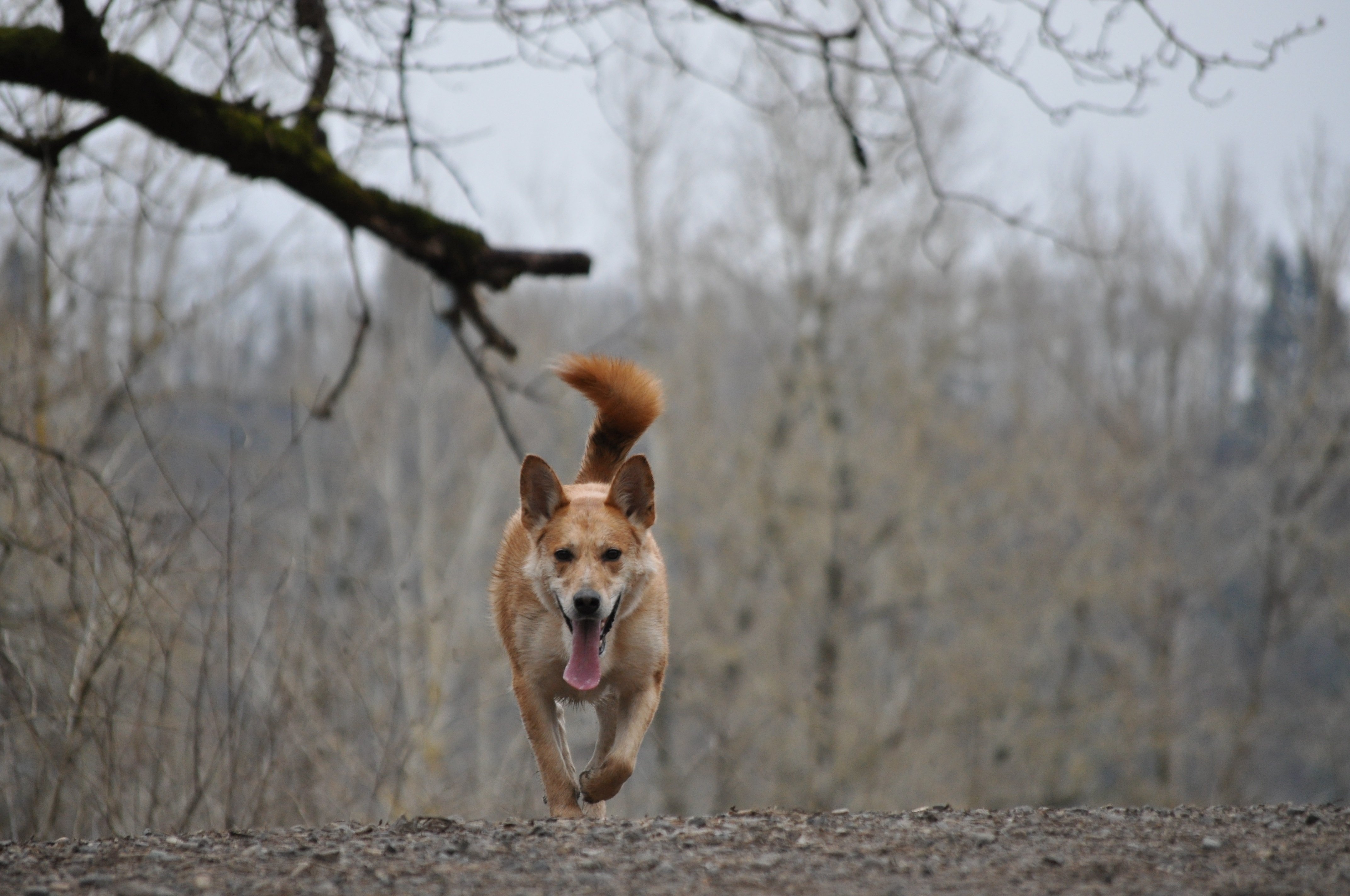 Carolina Dog Breed Picture, Characteristics, & Facts