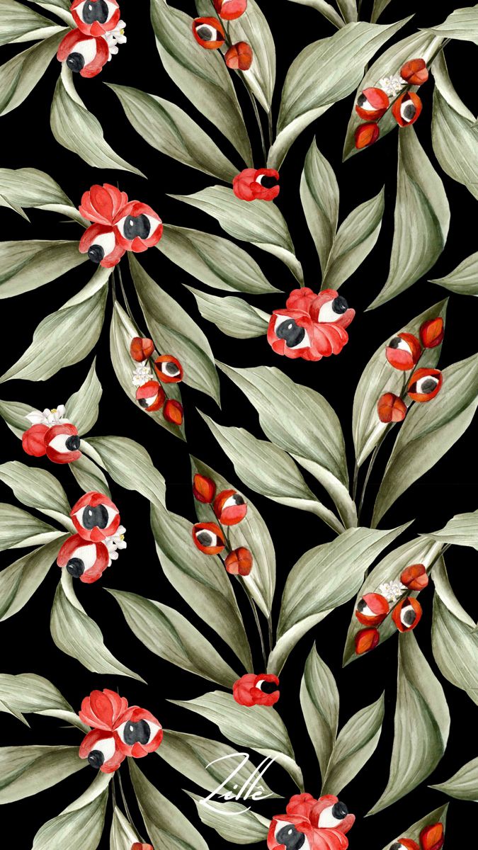 GUARANÁê Rio. Guarana, Fruta guarana, Aquarela