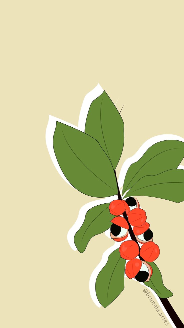 Guaraná. Ilustrações gráficas, Guarana, Ilustração