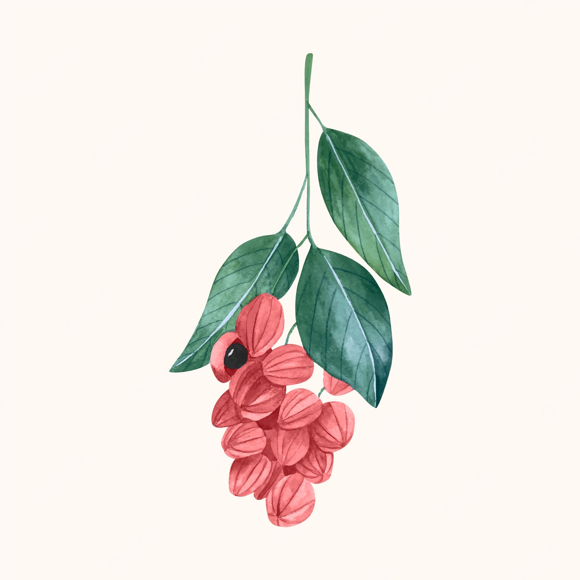 Guarana Vectors & Illustrations for Free Download