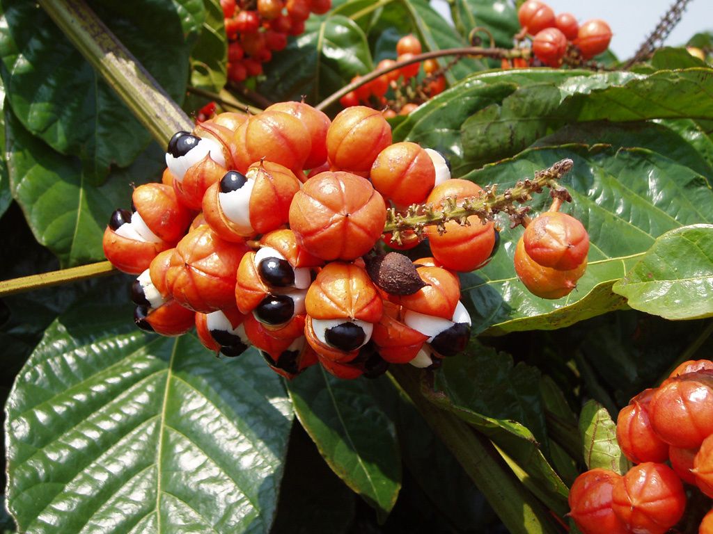 The Great Guarana