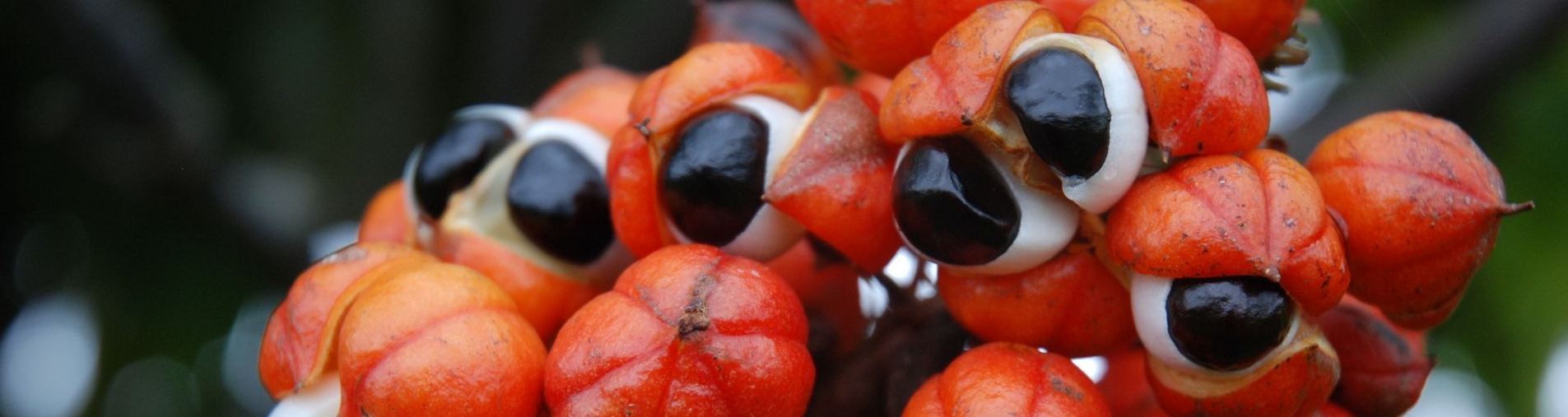 Seasonality of guarana