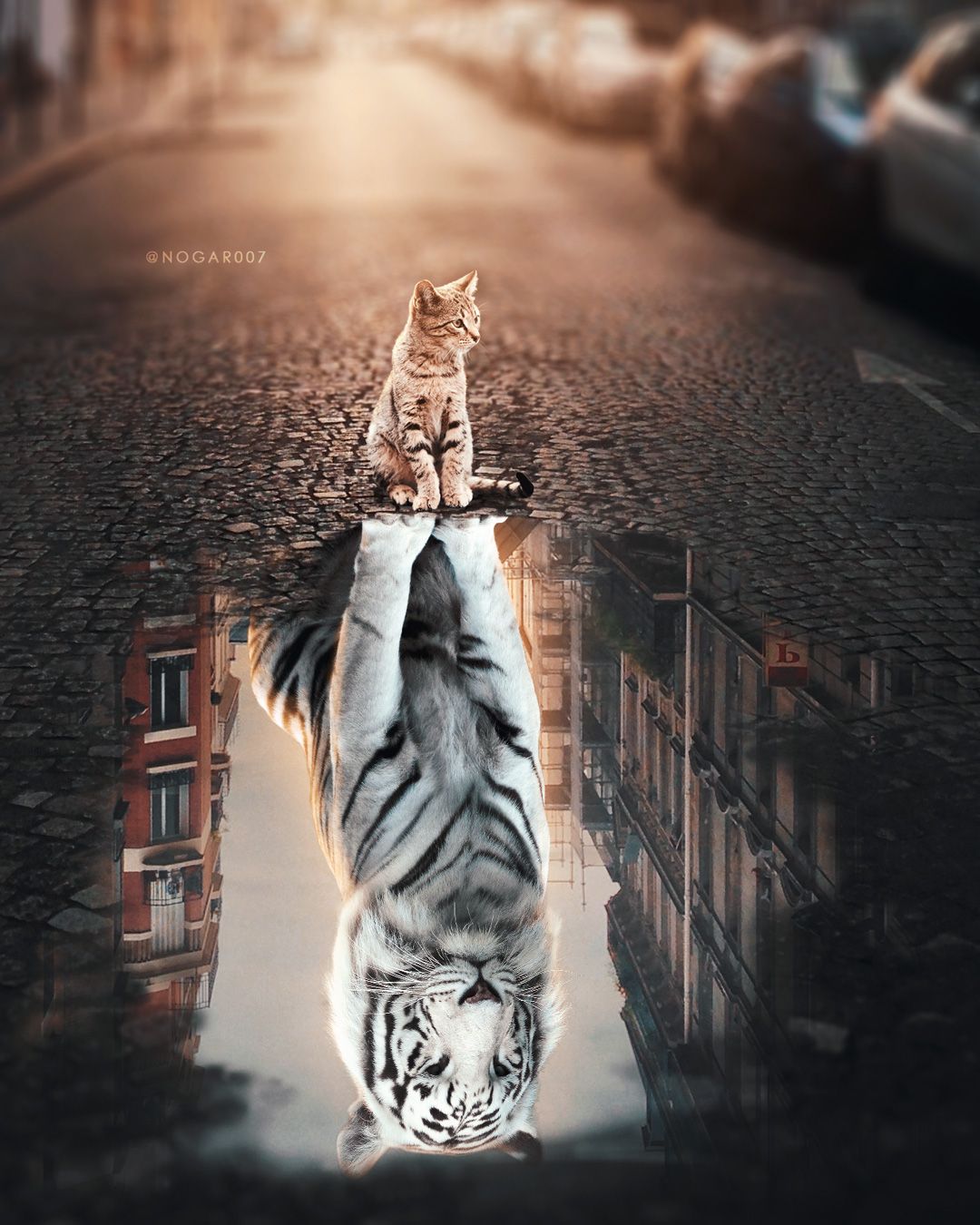 Cat and Tiger Wallpaper