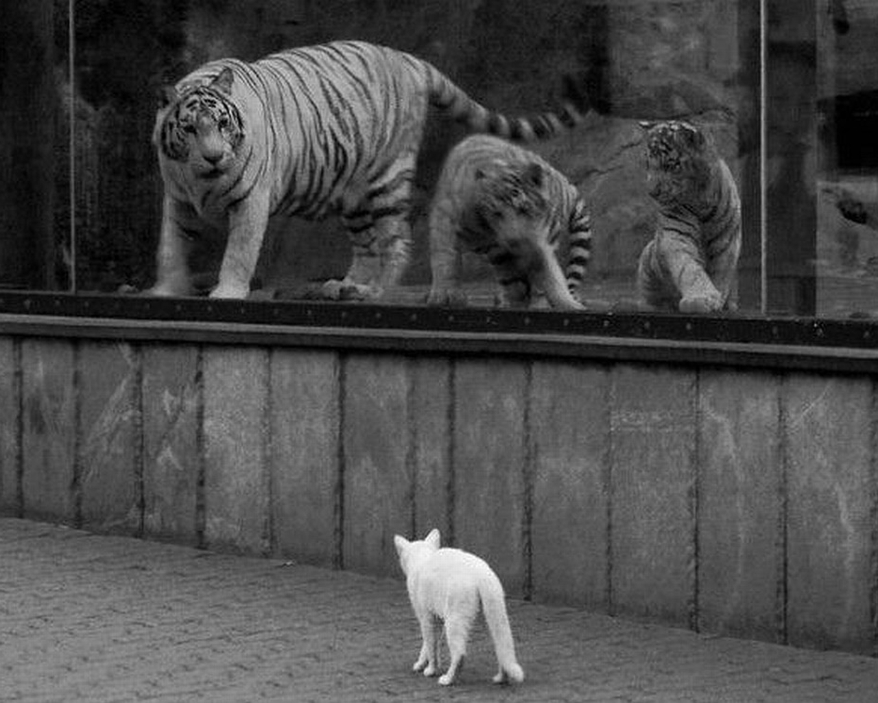 Tigers and Cat