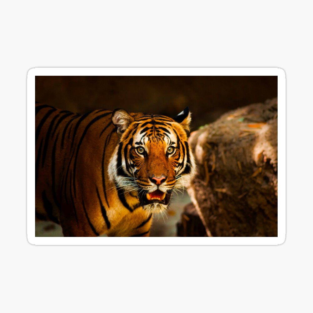 Cat Tiger Wallpapers - Wallpaper Cave