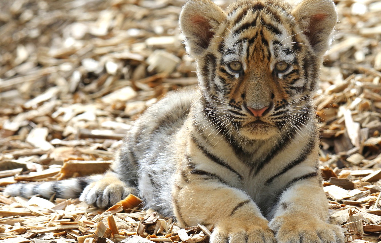 Wallpaper look, tiger, paws, cub, kitty, face, wild cat, tiger image for desktop, section кошки