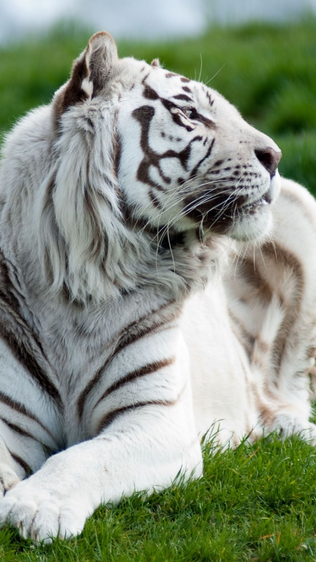 Download Wallpaper 1080x1920 Tiger, Albino, Grass, Lie, Predator, Big cat Sony Xperia Z1, ZL, Z, Samsung Galaxy. Tiger picture, Rare albino animals, Animals wild