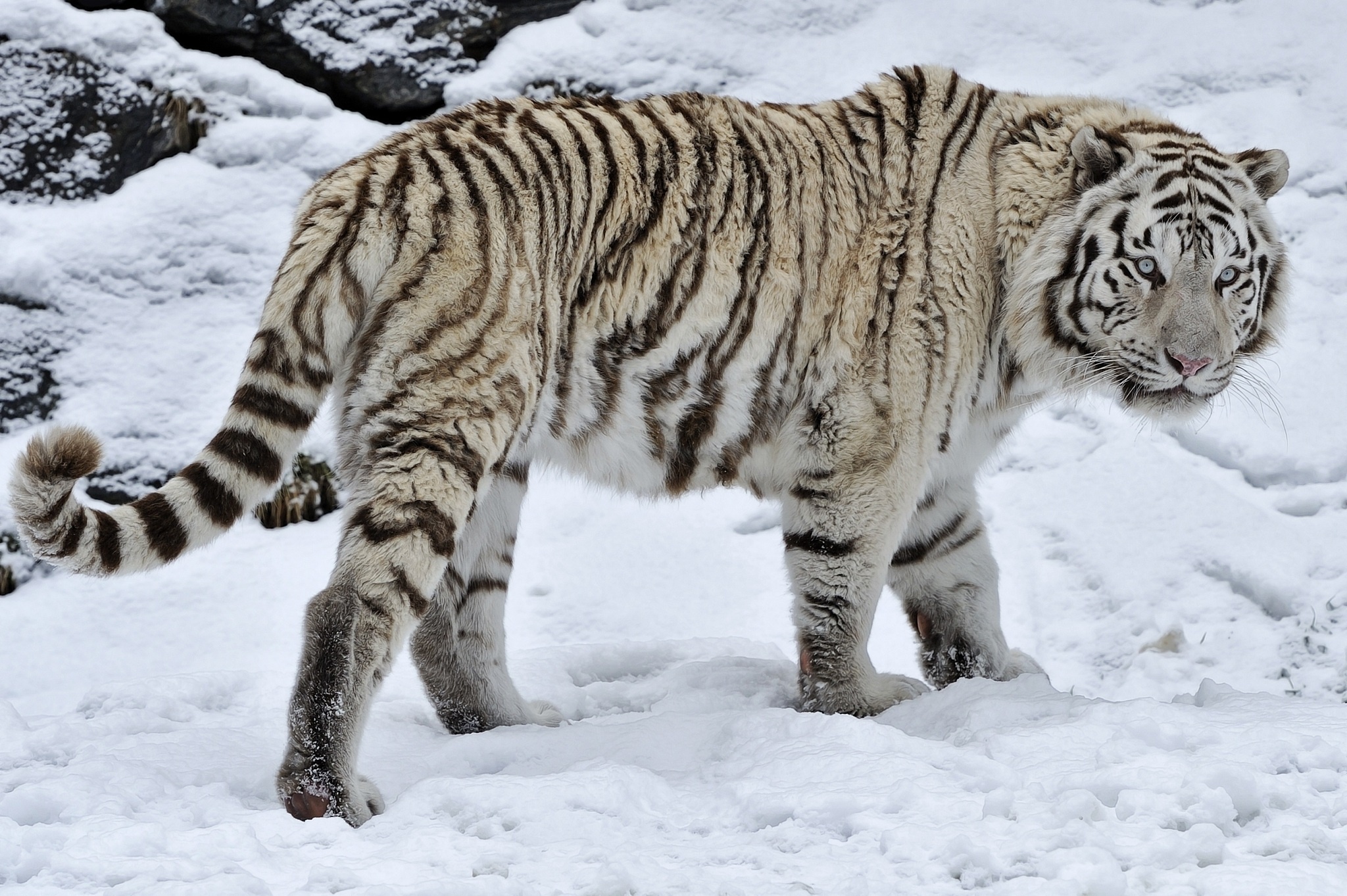 white, Tiger, Tiger, Wild, Cat, Snow, Winter Wallpaper HD / Desktop and Mobile Background