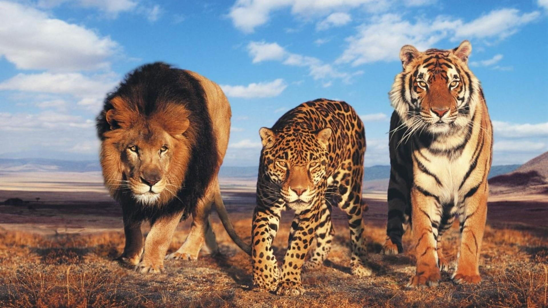 Wallpaper Wild Cats, Tiger, Lion, Big Cats, Leopard, Eyes
