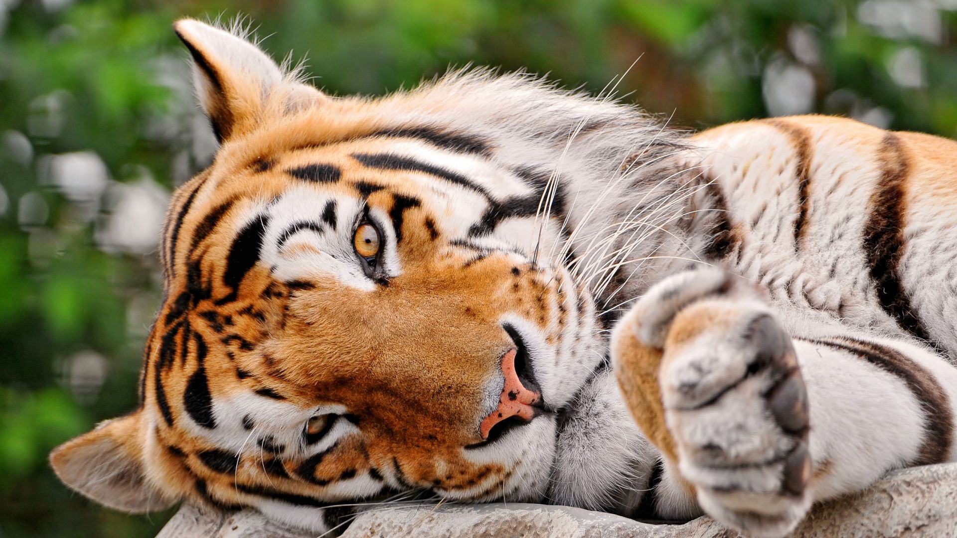 Desktop Wallpaper Tiger, Lying Down, Predator, Big Cat, Muzzle, HD Image, Picture, Background, Is635x
