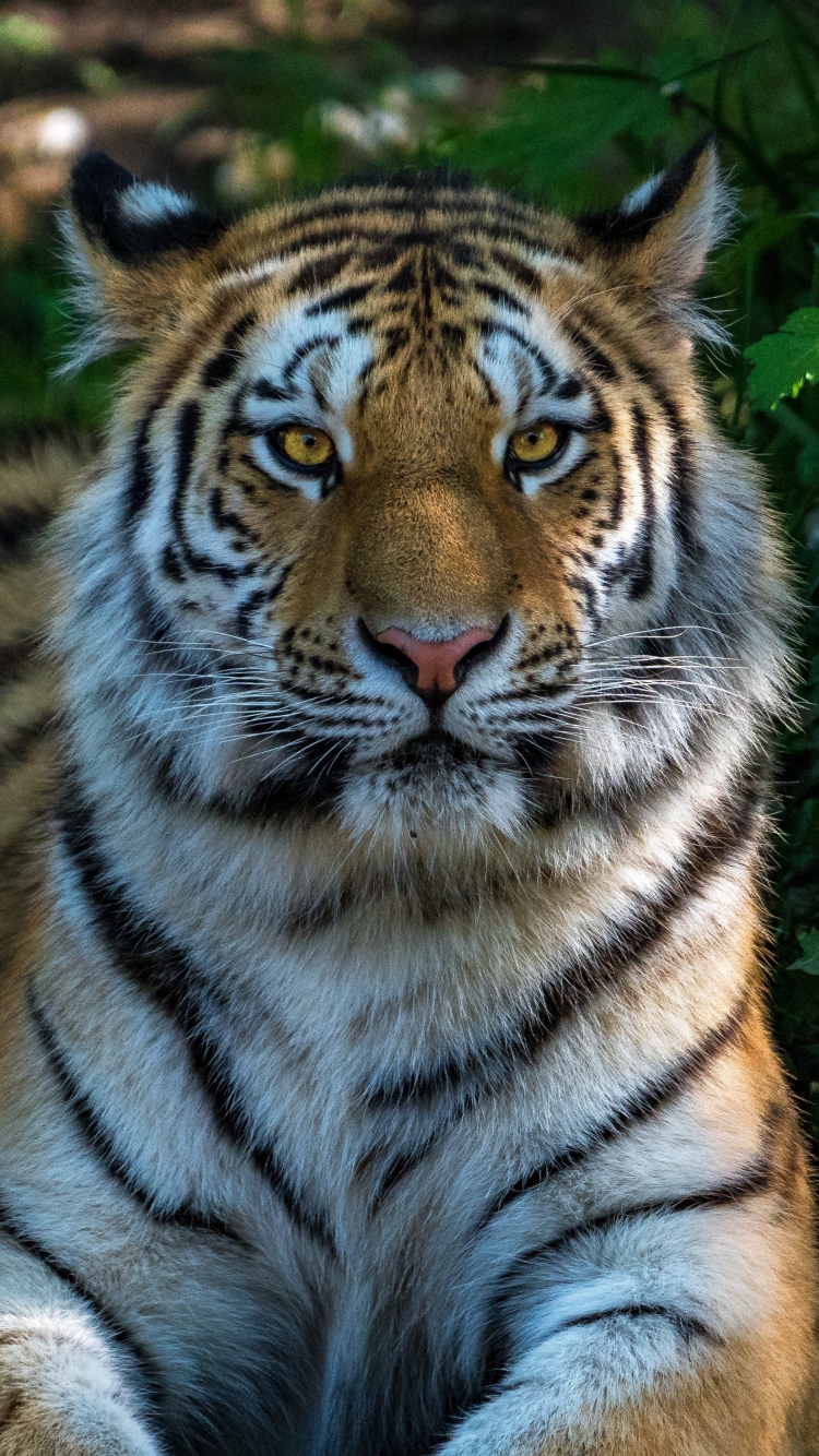 Cat Tiger Wallpapers - Wallpaper Cave