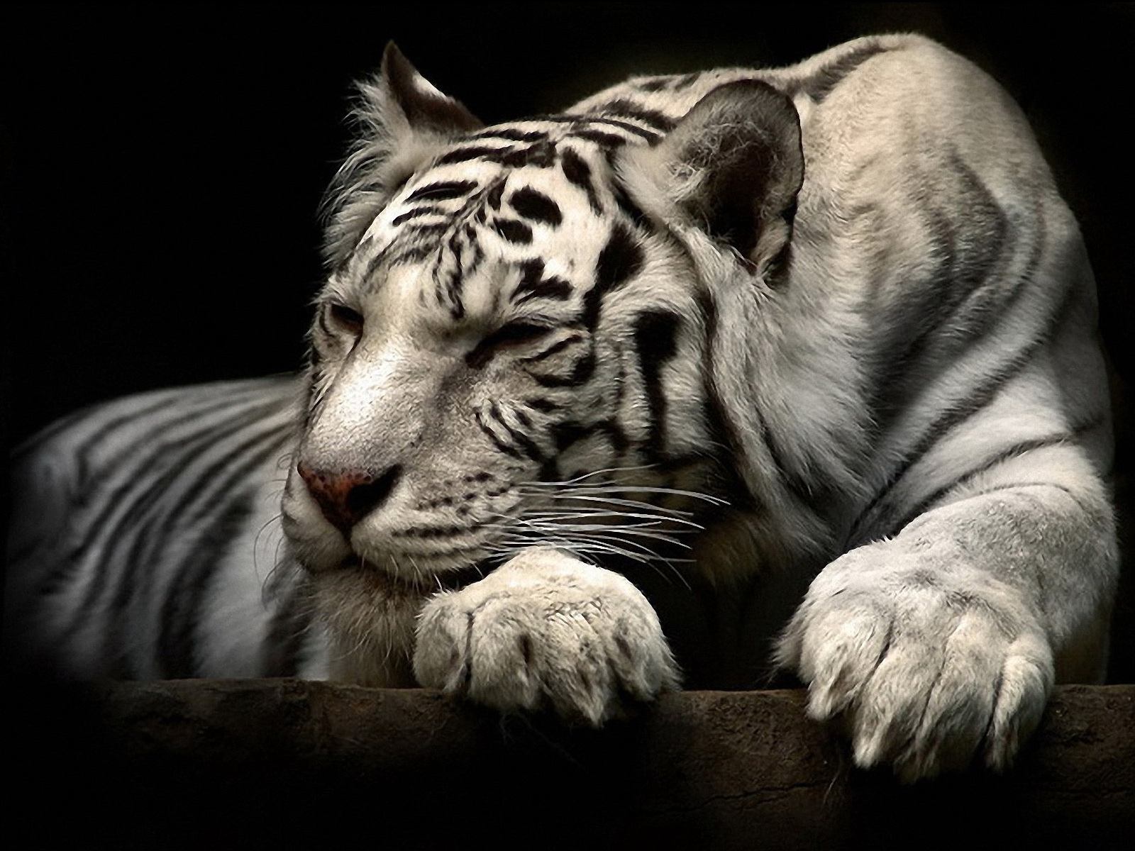 Big Cat Tiger White Tiger Predator Animal Wallpaper:1600x1200