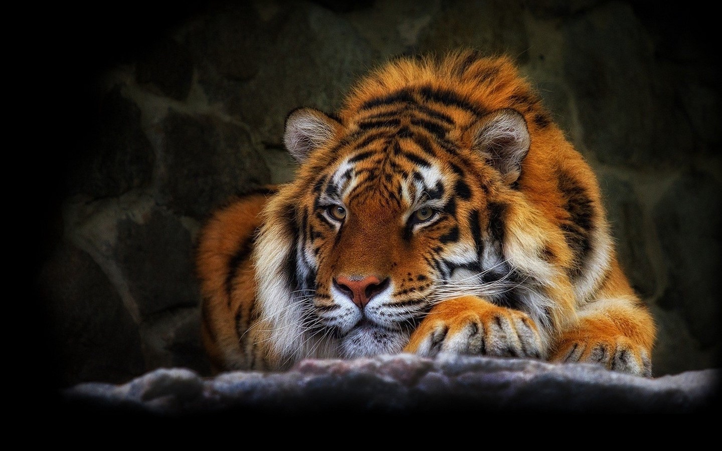 animals, big cats, tiger Gallery HD Wallpaper