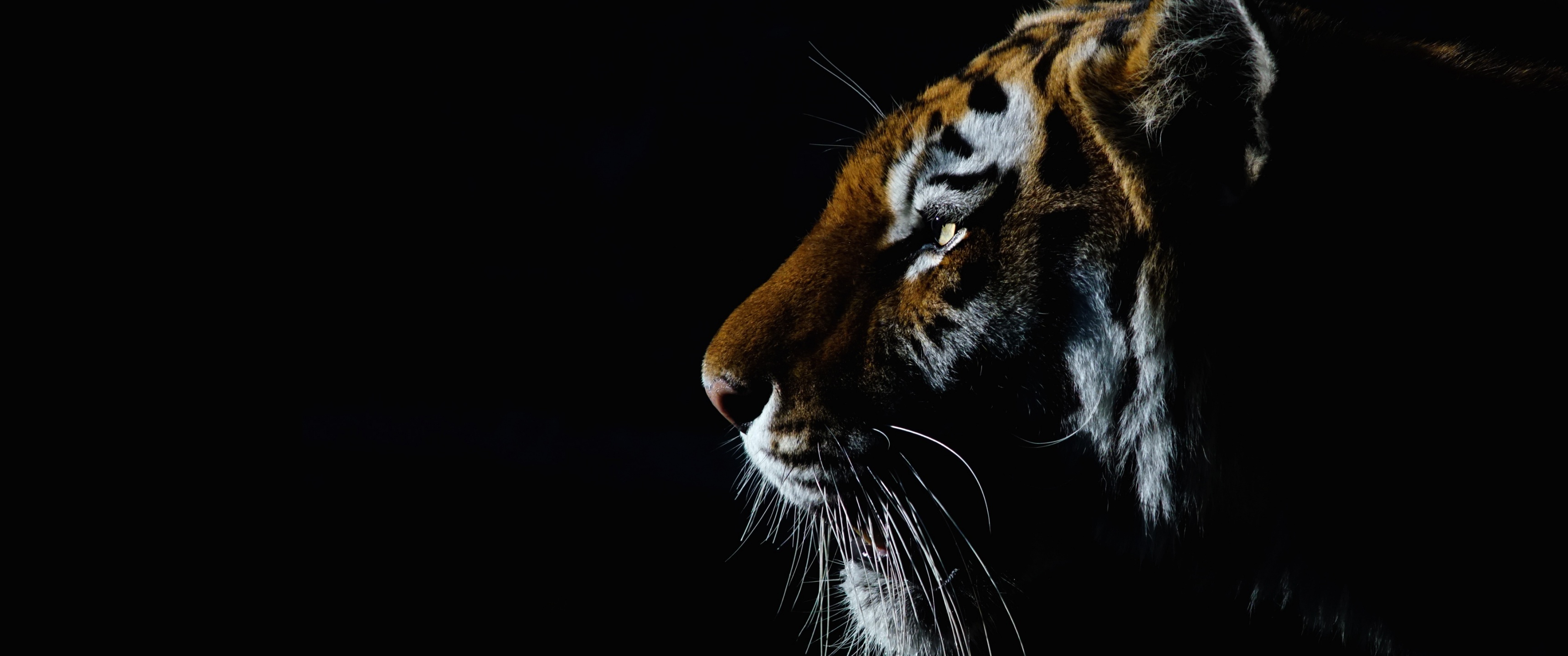 Tiger Wallpaper 4K, Closeup, Dark, Black background, Big cat, Animals