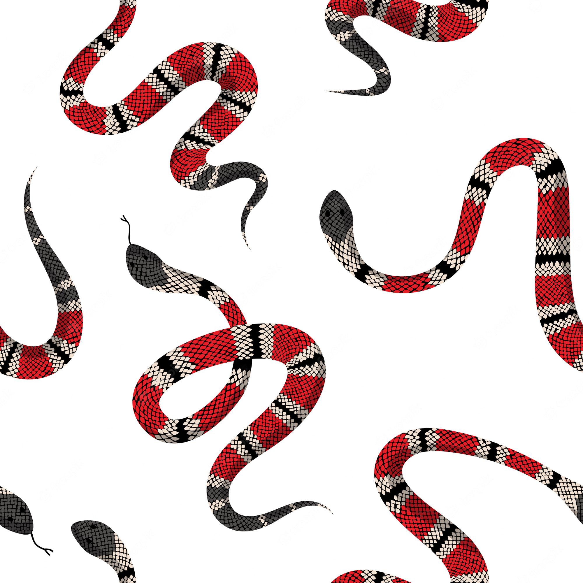 Coral Snake Wallpapers - Wallpaper Cave