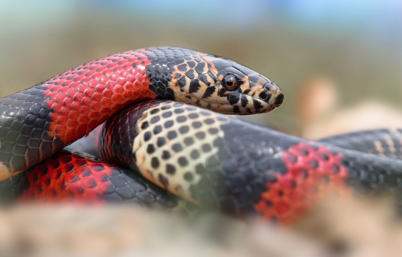 Coral Snake Wallpapers - Wallpaper Cave