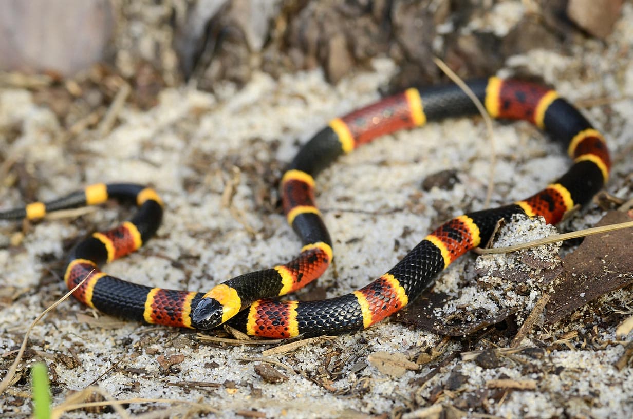 Snakes That Look Like Coral Snakes (with Picture)