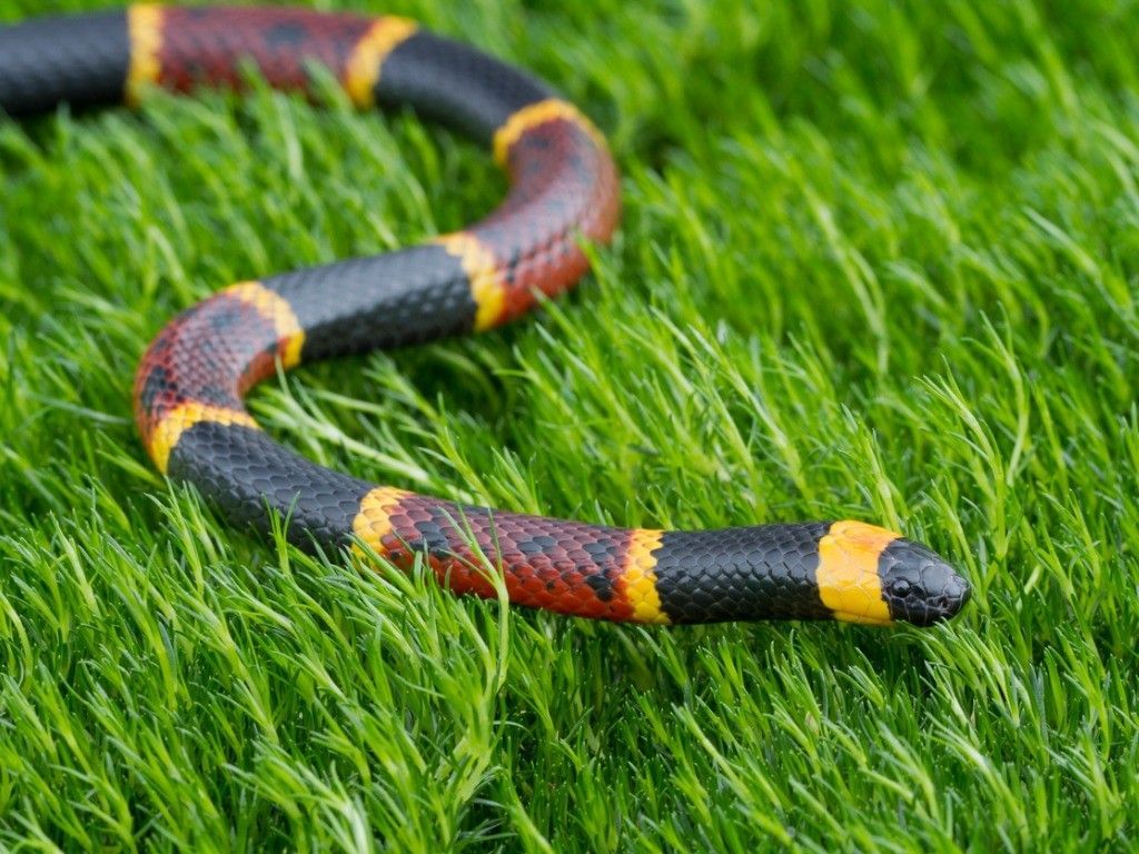 Florida Wildlife With Ali: Eastern Coral Snakes
