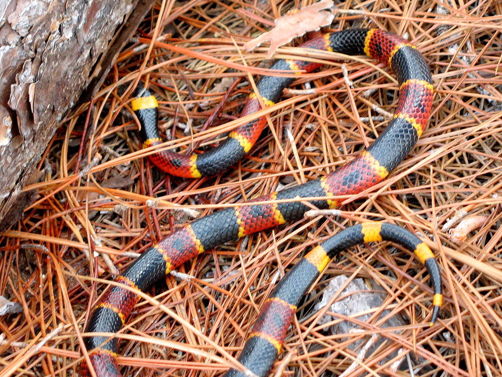 Eastern Coral Snake. Micrurus fulvius fulvius