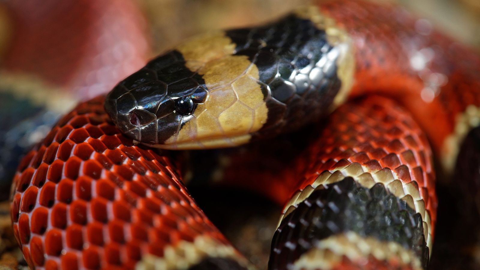 Coral Snake Wallpapers - Wallpaper Cave