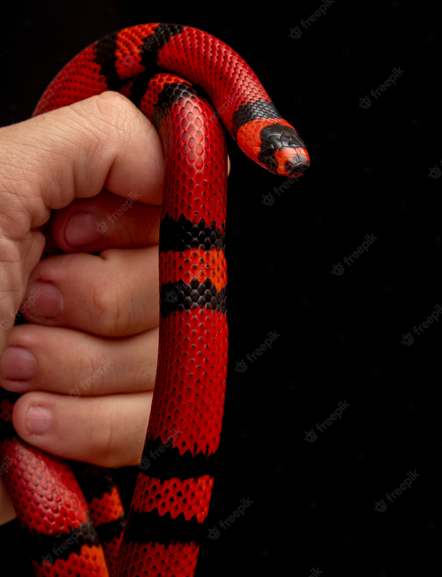 Coral snake Image. Free Vectors, & PSD