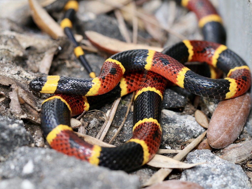 Coral Snake Wallpapers - Wallpaper Cave