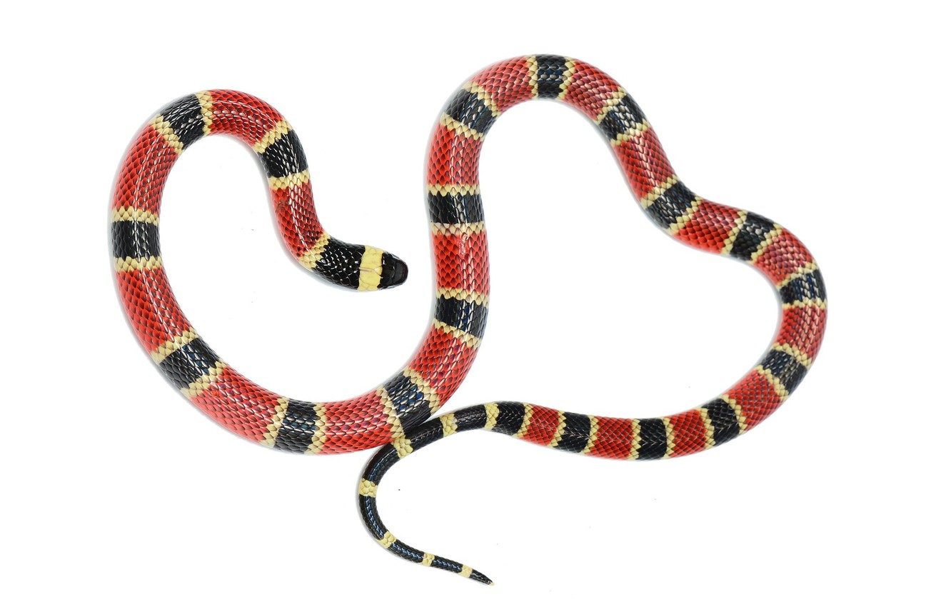 Coral Snake Wallpapers - Wallpaper Cave