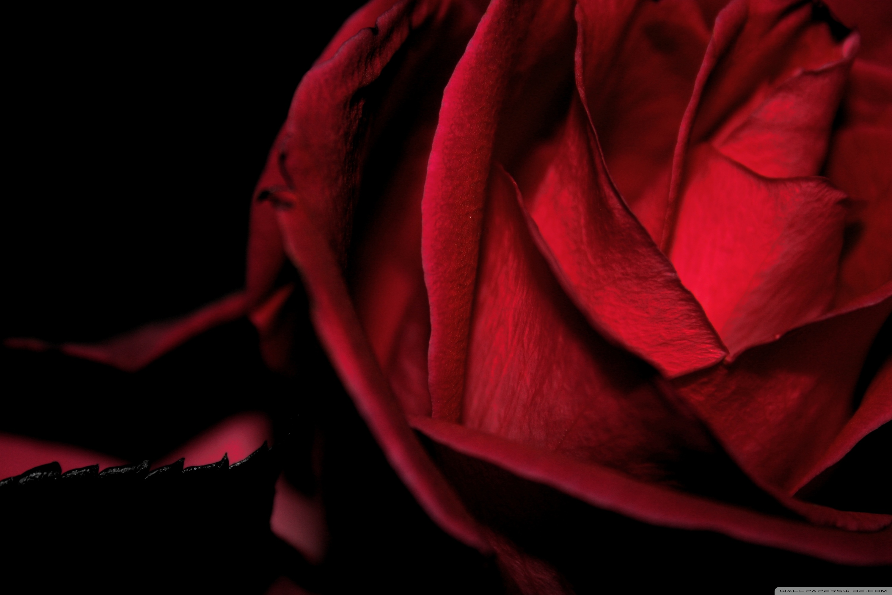 Dark Romantic Red Rose Ultra HD Desktop Background Wallpaper for 4K UHD TV, Widescreen & UltraWide Desktop & Laptop, Tablet