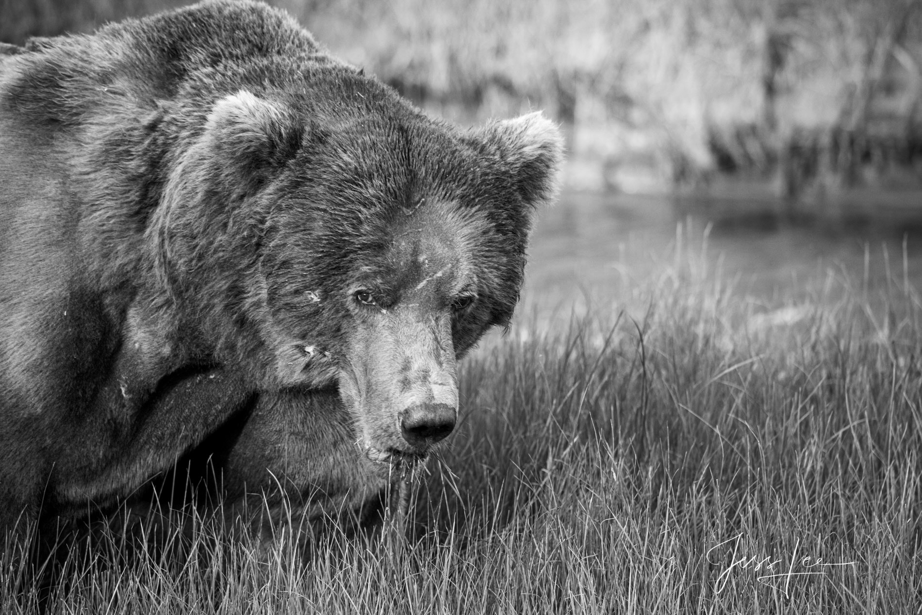 Black and White Bear Photo. Photo