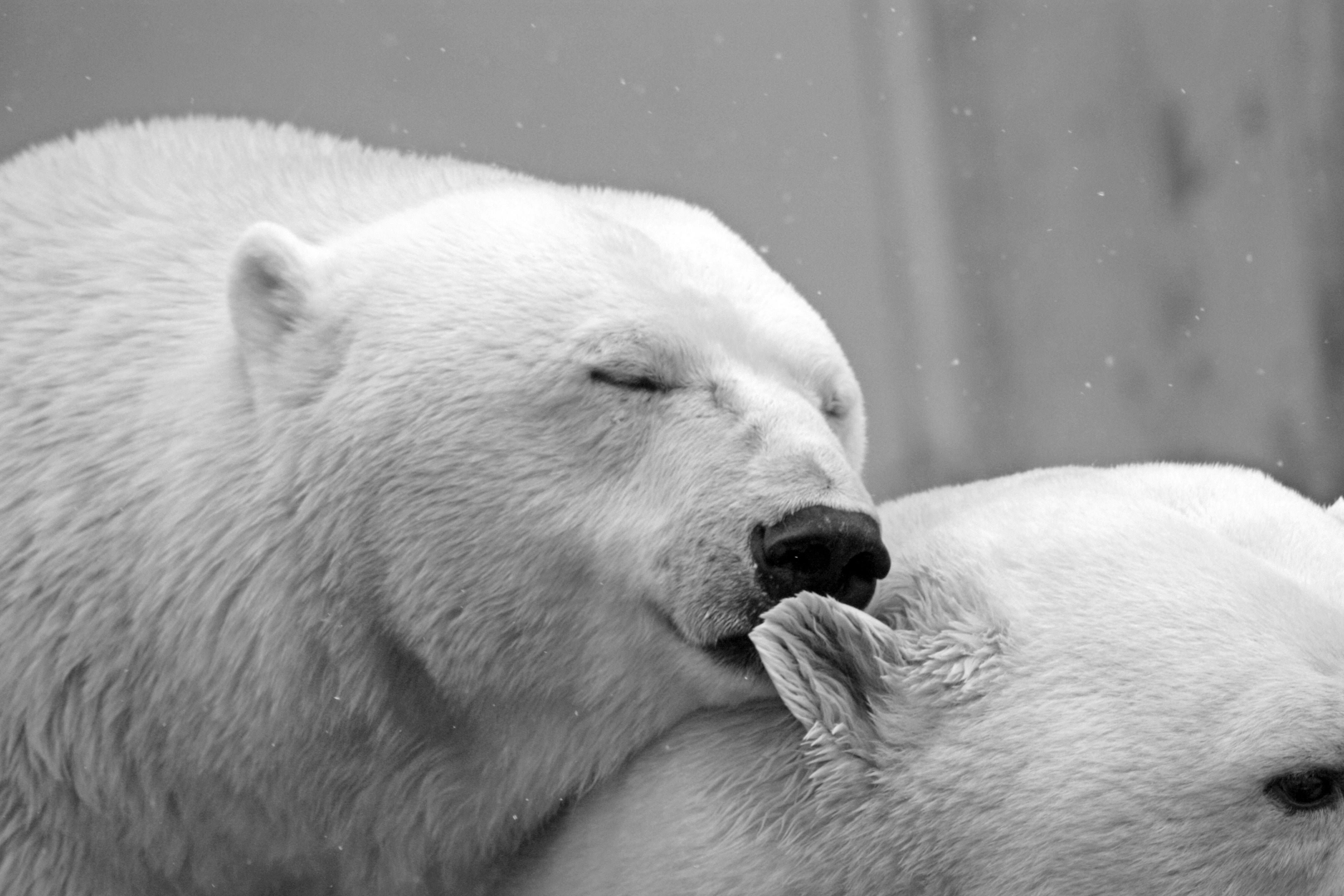 Polar Bear Photo, Download Free Polar Bear & HD Image