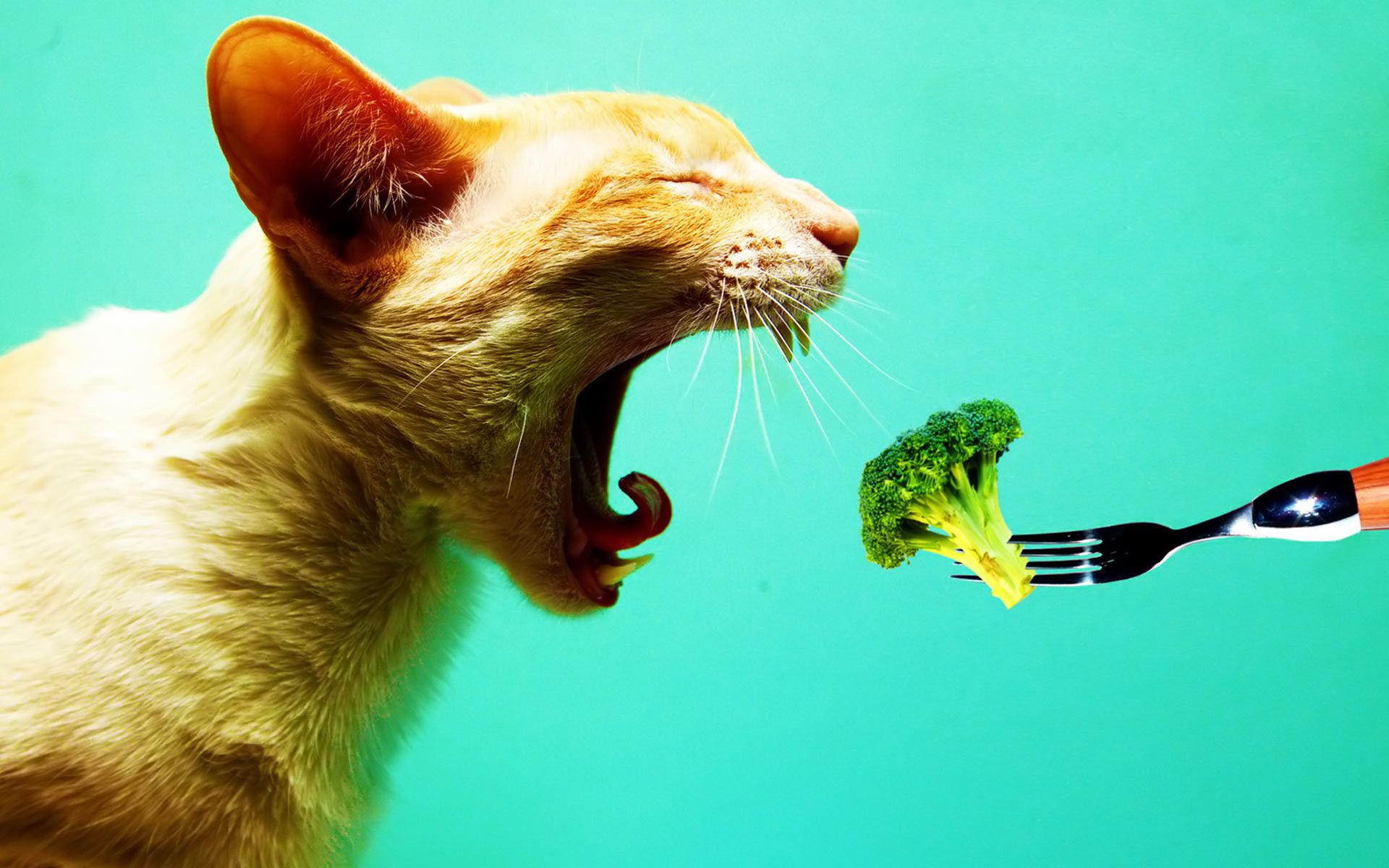 Cat Eating Wallpapers Wallpaper Cave