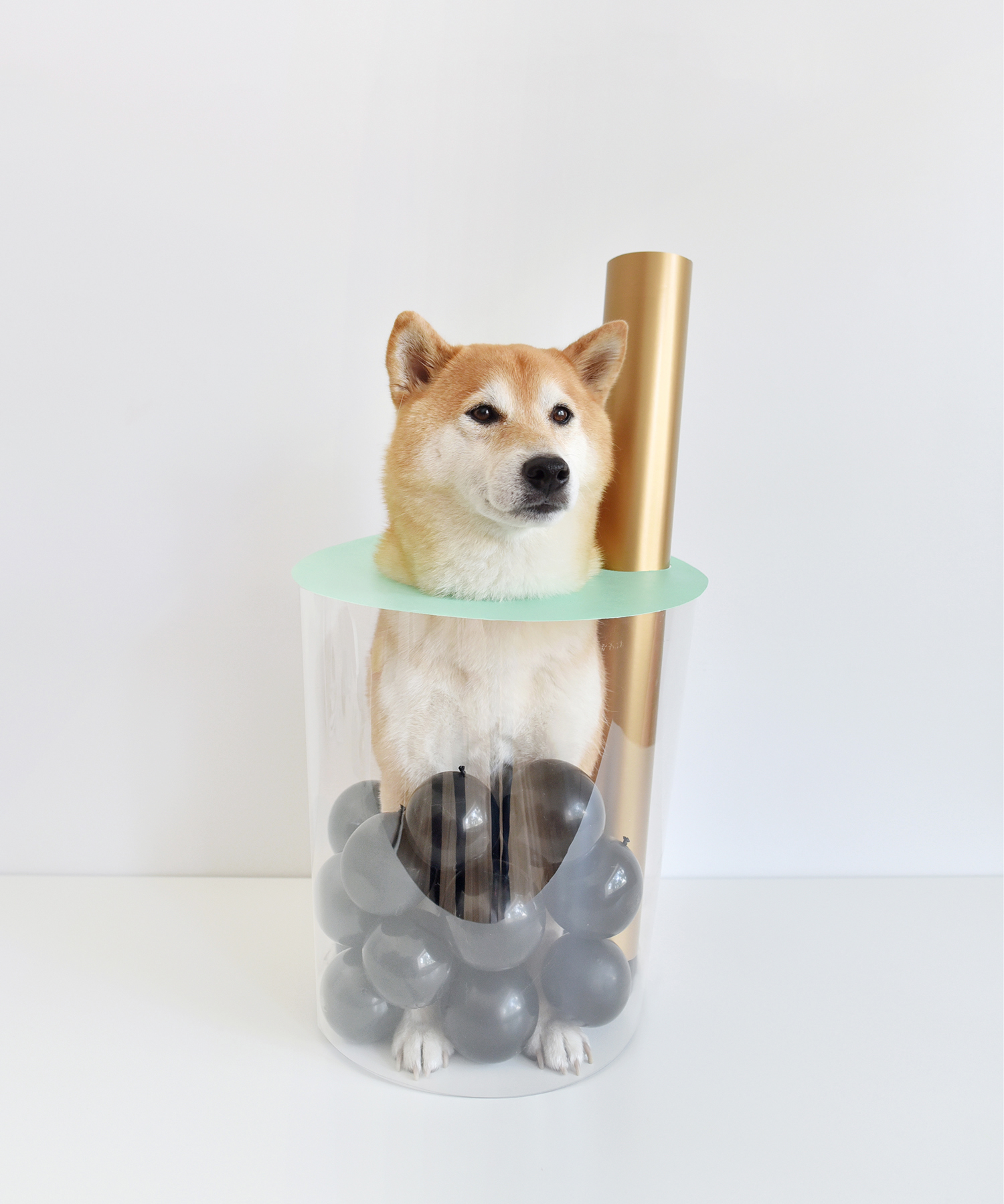 Shi Boba: A DIY Halloween Boba Costume For Pups