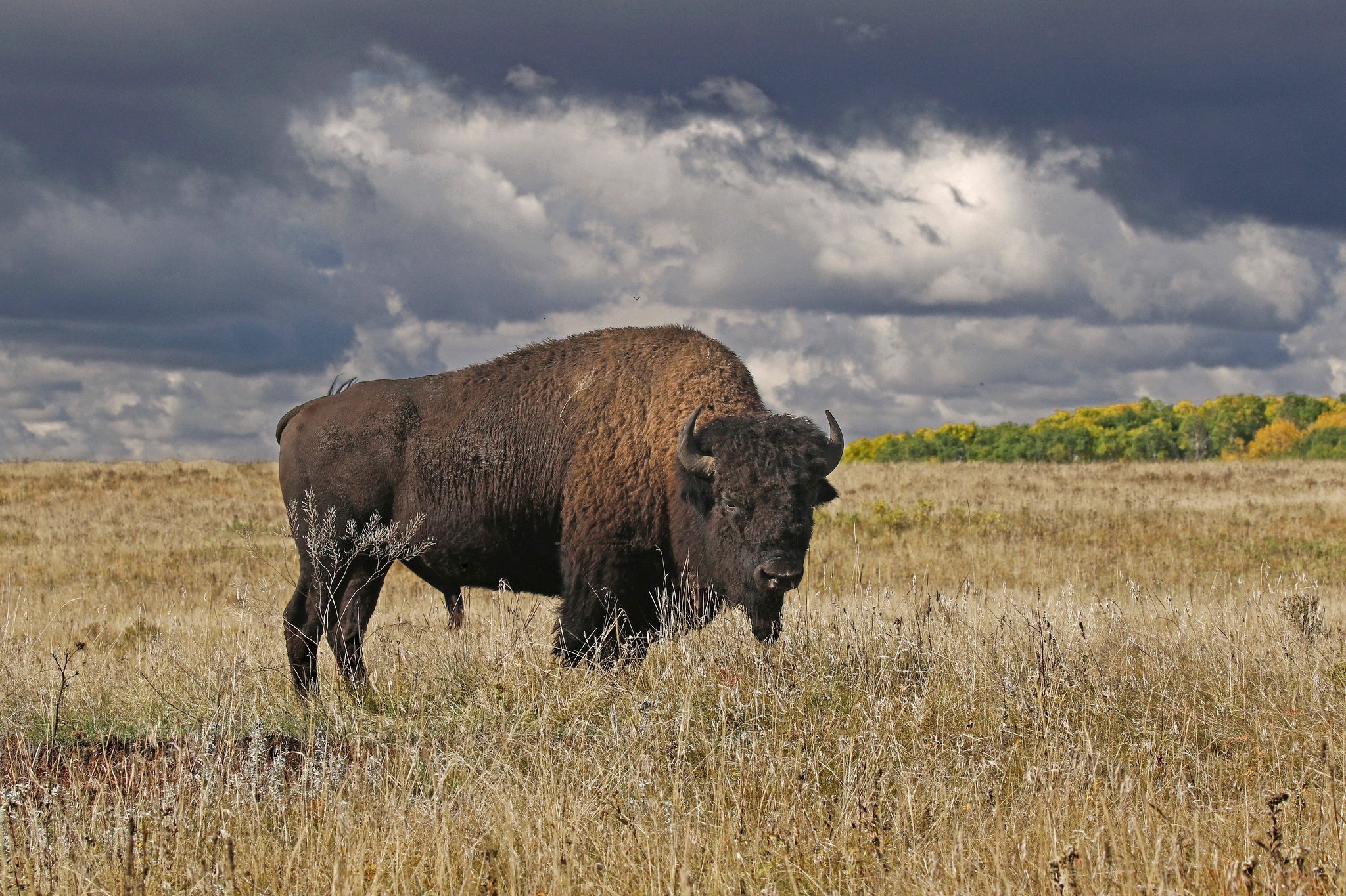 American Bison HD Wallpaper and Background