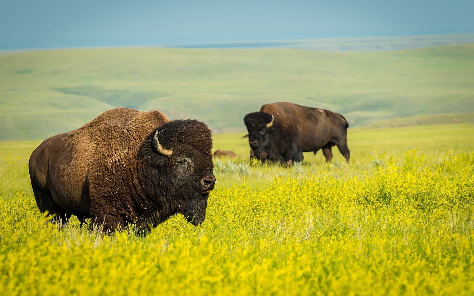 Native American Bison Wallpaper Free Native American Bison Background