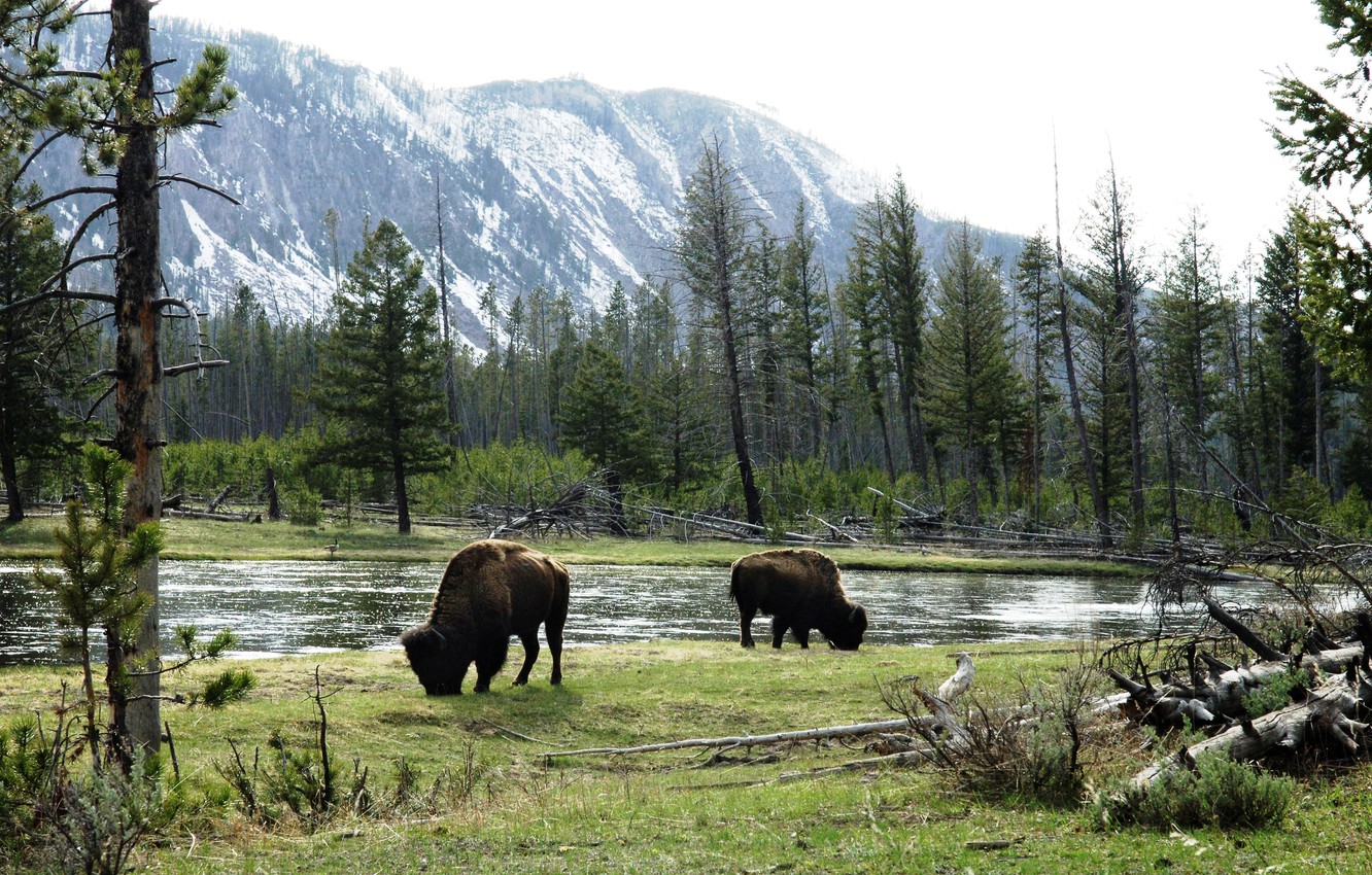 Wallpaper American Bison, grazing by river, wild bulls image for desktop, section животные