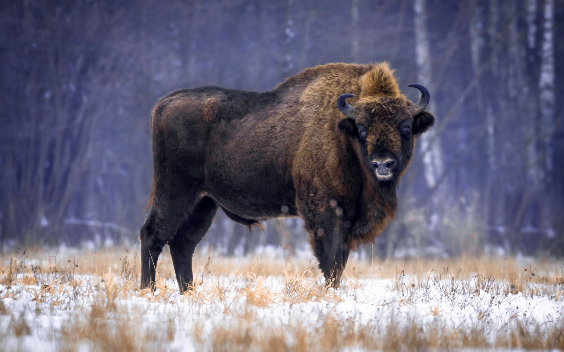 Wallpaper Animal, American Bison, Wildlife background