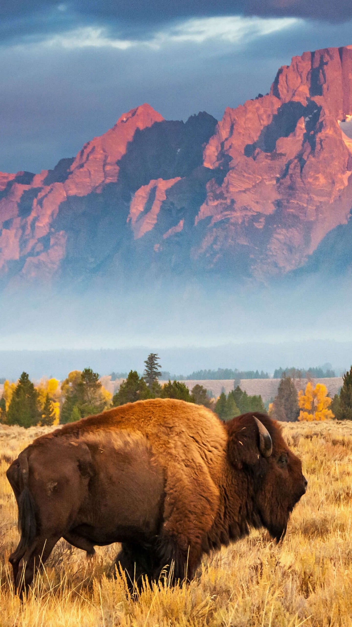 Wallpaper bison, Grand Teton National Park, Wyoming, USA, Bing, Microsoft, 4K, OS