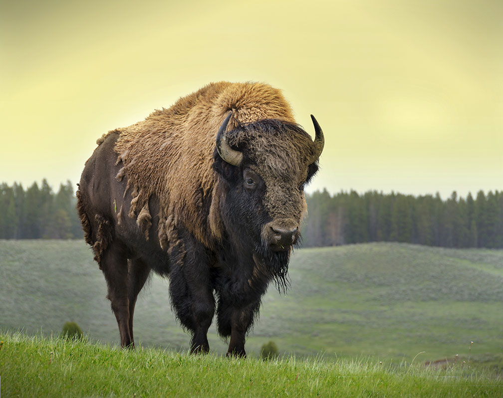 Saving the bison. . .and with a bit of history