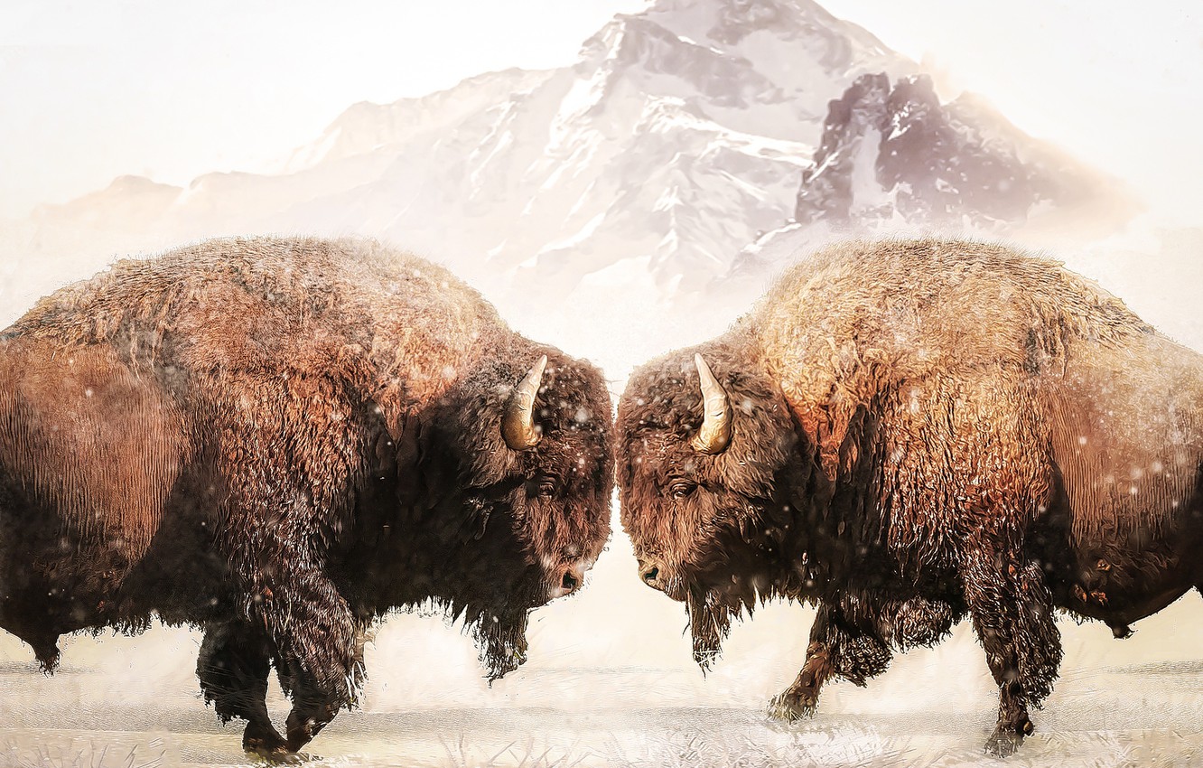 Wallpaper mountains, power, Buffalo, bison image for desktop, section животные