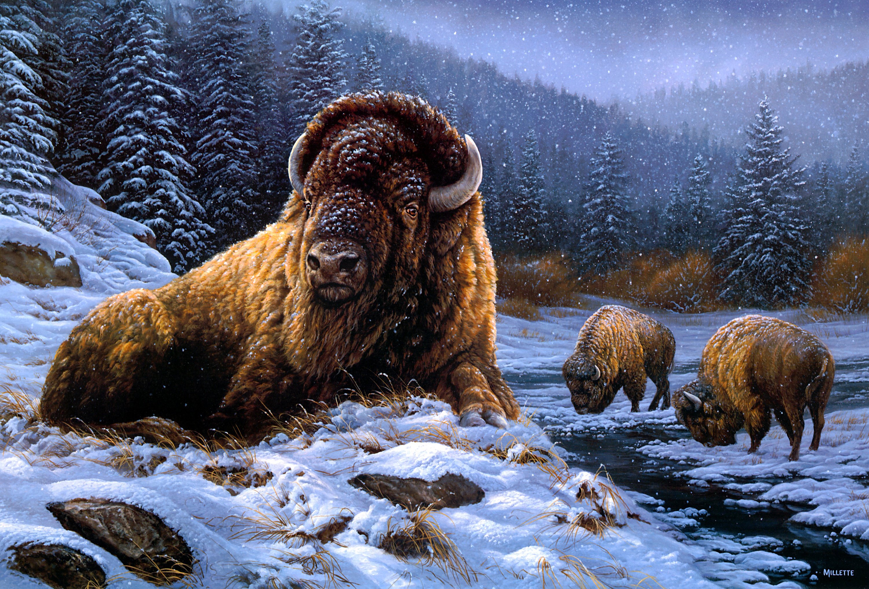 Winter Bison Wallpaper Free Winter Bison Background