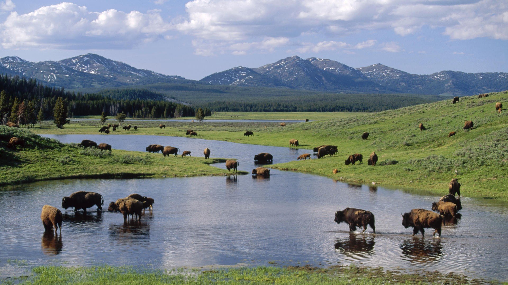 american, Wyoming, Yellowstone, National, Park, Bison Wallpaper HD / Desktop and Mobile Background
