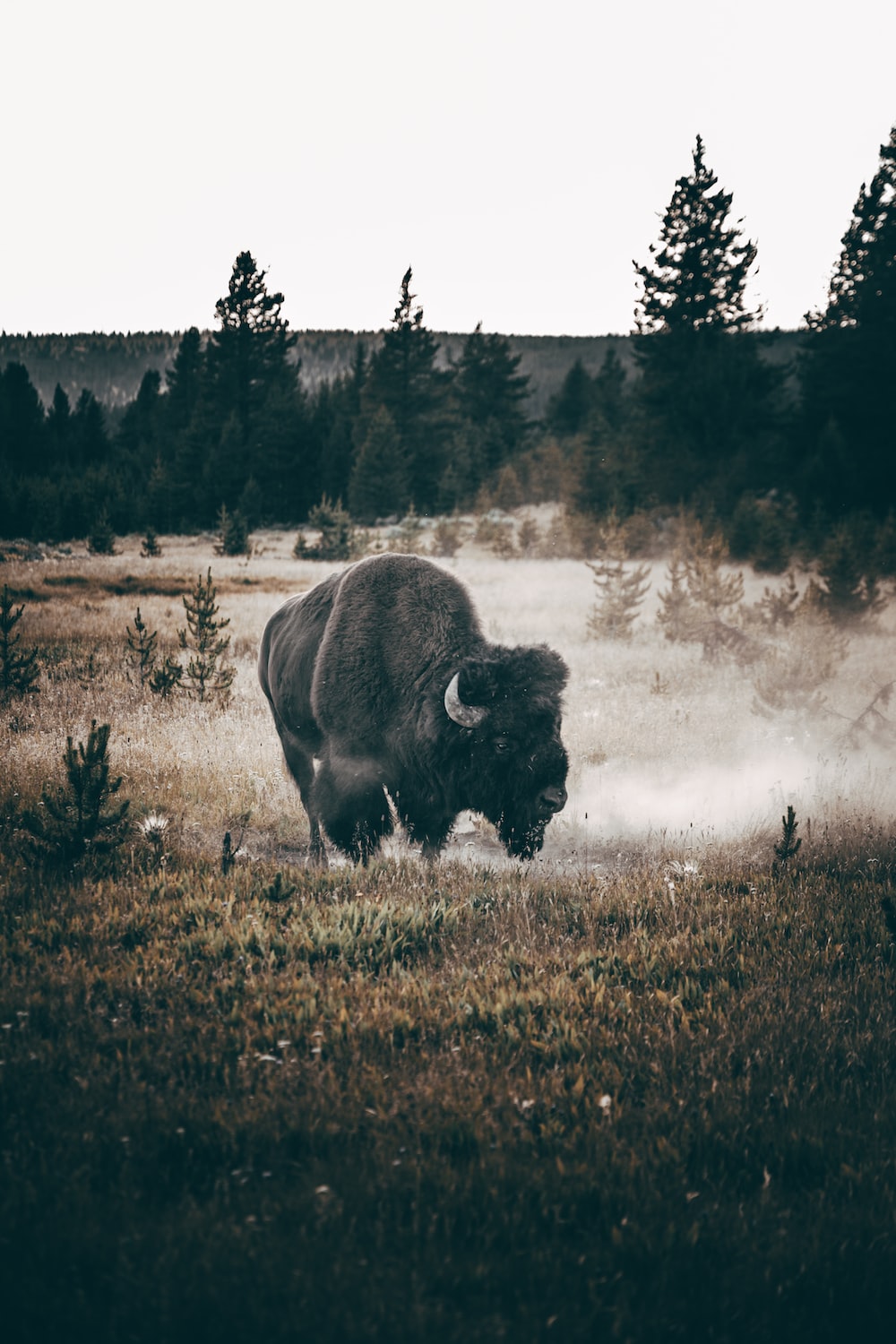 Pin by James Walters on Animals  Wild animals photography Hunting  wallpaper Bison photography