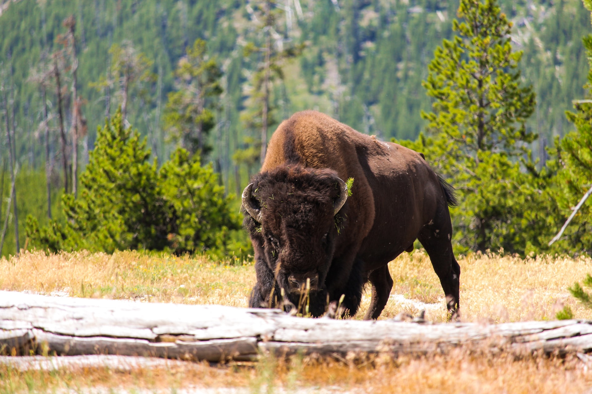 Back from the brink: The fall and resurgence of the American bison Ultimate Predator